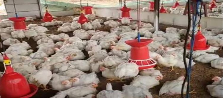 Suguna Chicken: Only one missed call, Successful Entrepreneur..!