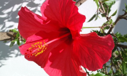 ఇల్లాలికి చిట్కాలు